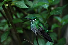 Bird Nature Animal World