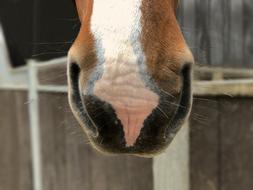 Horse Nostrils Mark