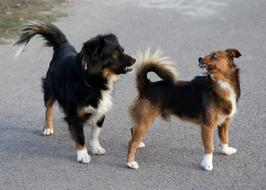 Dog Two The
