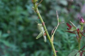 grasshopper on a rose stem