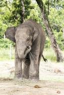 Elephant A Baby Fun
