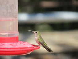 Bird Hummingbird Feeding