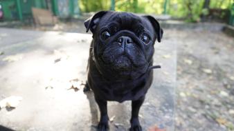 Dog Portrait Eyes