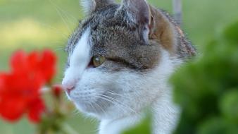 Cat Nature Animal