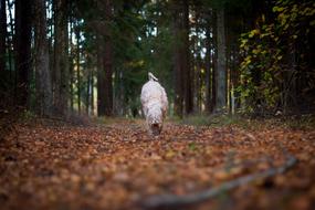 Dog Autumn Forest