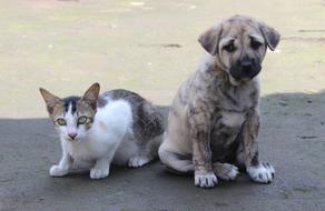 Pet Cute Animal