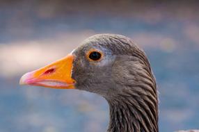 Close up of the goose face