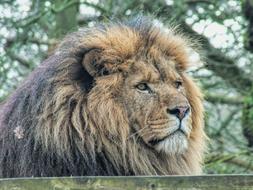 beautiful fluffy lion at the zoo