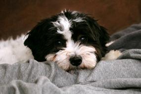 black and white Dog Pet Animal
