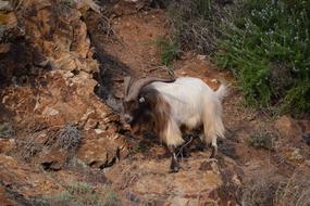 Animal Wild Mammal