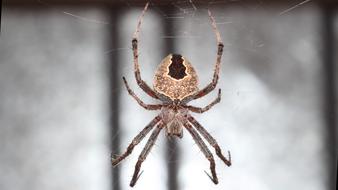 Spider A Spider-Like Insect