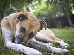 Dog Rest