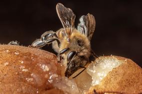 Macro Insect Nature Close