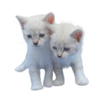 Cat Isolated Cut Out