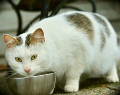 cat eats food out of a bowl