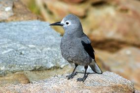 ClarkS Nutcracker Bird On Wall