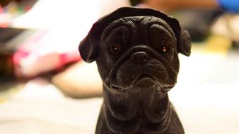 black funny dog