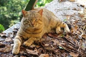 Animal Nature Cat