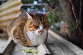 Cute Animal Cat
