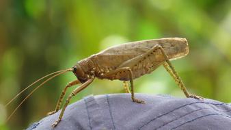 Insect Nature Animal