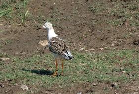 Bird Ruff Calidris Pugnax