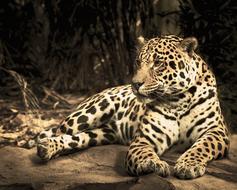 Jaguar Zoo Wild Cat