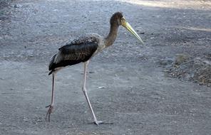 Bird Painted Stork Juvenile