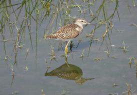 Bird Wood Sandpiper