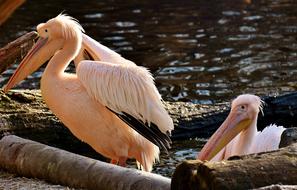 Pelikan Bird Bill