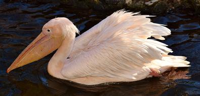 Pelikan Bird Bill