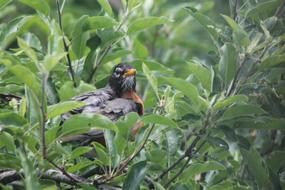 Bird Leaf Nature