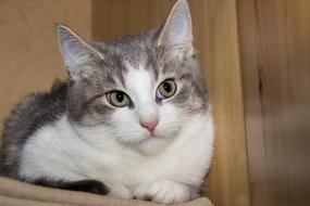 Cat Domestic Pet