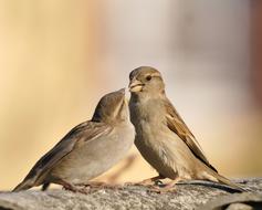 Bird Sparrows Little