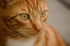 Cat Orange Cute