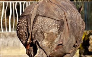 Rhino Rump Animal
