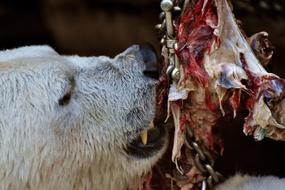 Polar Bear Feeding Meat