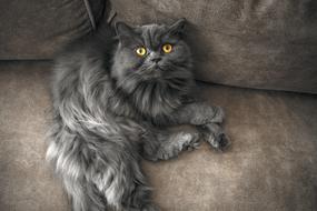 Cat Home Cute