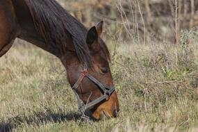 Horse Horses Animal