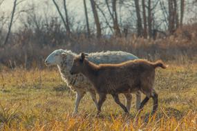Goat Kid Sheep