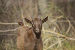 Goat Kid Animal