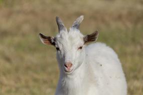 Goat Kid Animal