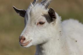 Goat Kid Animal