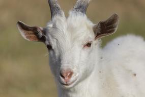 Goat Kid Animal