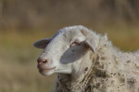Sheep Animal Grass