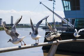 Seagulls Bird Fly White