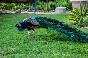 Peacock Bird Nature