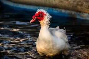 fluffy duck with a red face