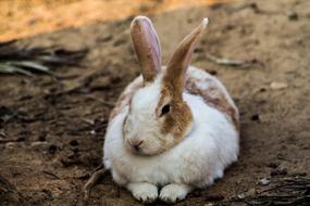 Rabbit Hare Animal
