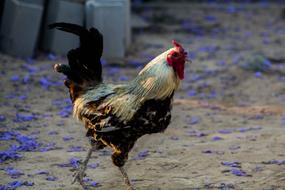 Cock Hen House Farm