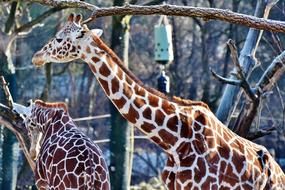 Giraffe Neck Head Long